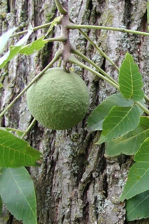 Black Walnut Tree (Juglans Nigra) - 3 Gallon Pot - Image 9