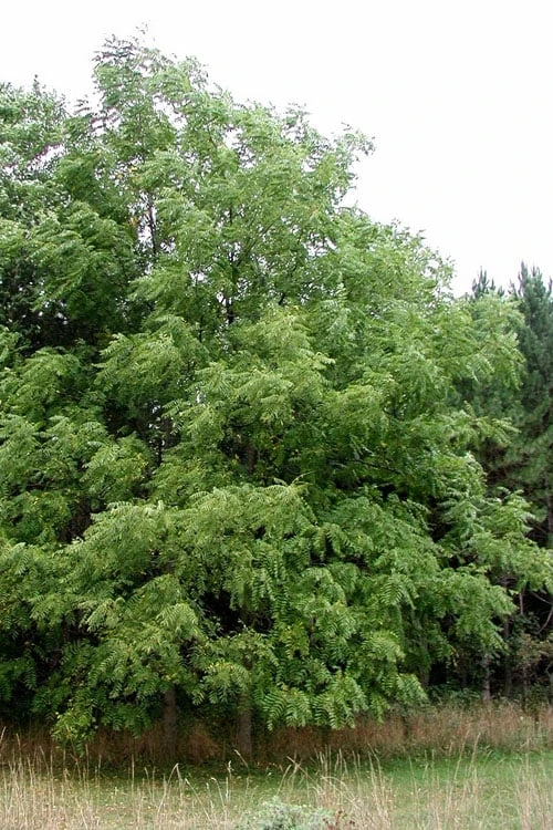 Black Walnut Tree (Juglans Nigra) - 3 Gallon Pot - Image 10