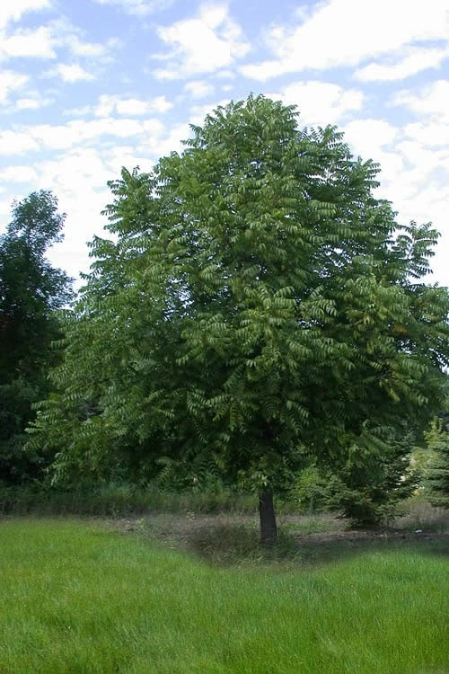 Black Walnut Tree (Juglans Nigra) - 3 Gallon Pot - Image 5