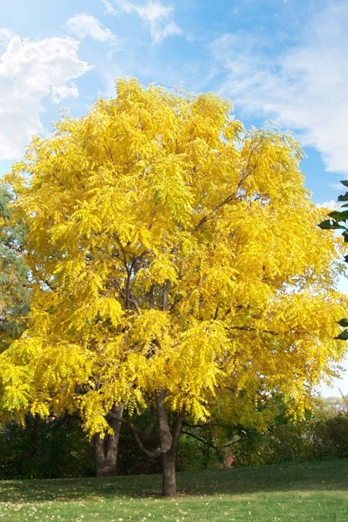 Black Walnut Tree (Juglans Nigra) - 3 Gallon Pot - Image 4