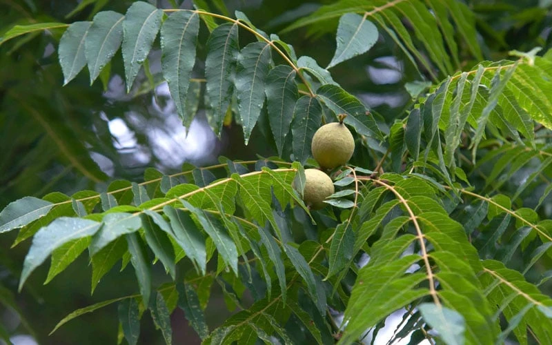 Black Walnut Tree (Juglans Nigra) - 3 Gallon Pot - Image 6