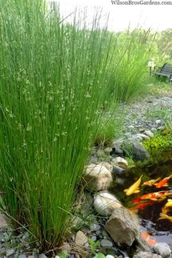 Soft Rush (Juncus Effusus) - 6 Pack Of 1 Gallon Pots