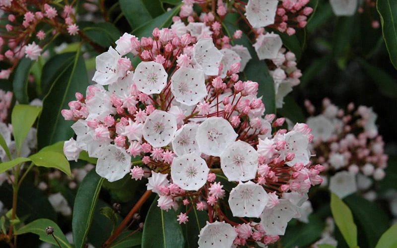 Elf Mountain Laurel (Kalmia Latifolia) - 3 Gallon Pot - Image 4