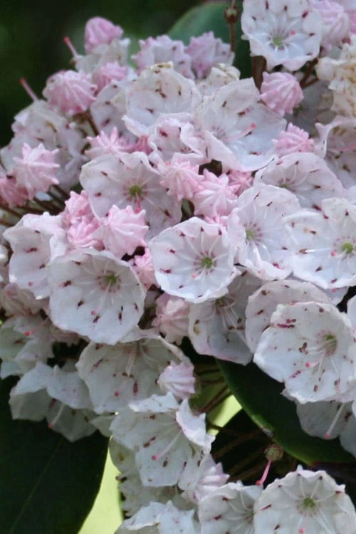 Elf Mountain Laurel (Kalmia Latifolia) - 3 Gallon Pot - Image 7