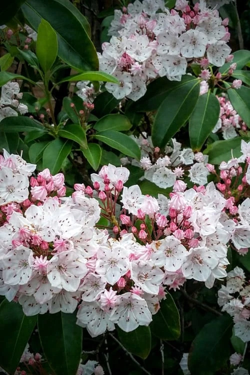 Elf Mountain Laurel (Kalmia Latifolia) - 3 Gallon Pot - Image 6