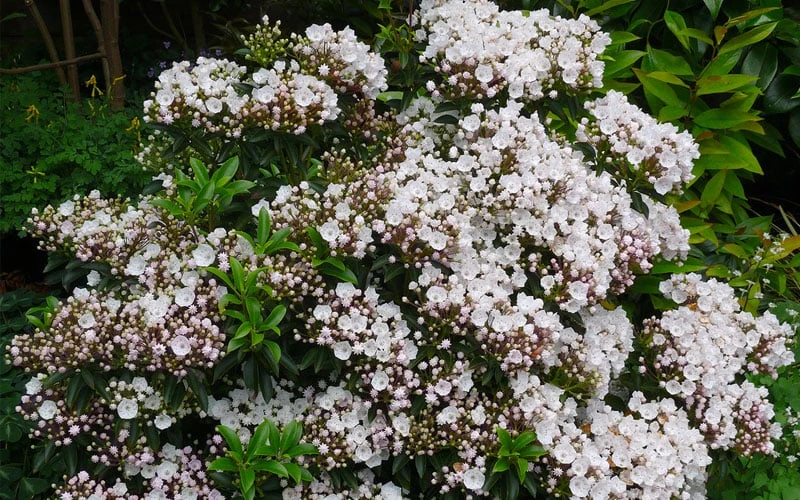Elf Mountain Laurel (Kalmia Latifolia) - 3 Gallon Pot - Image 5