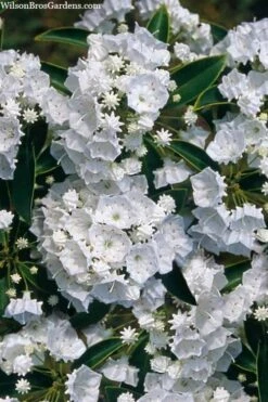 Pristine Mountain Laurel (Kalmia Latifolia) - 3 Gallon Pot