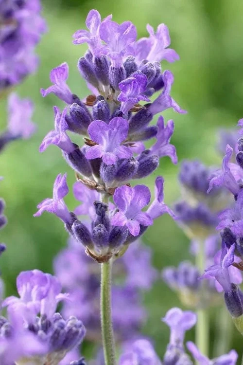 Munstead English Lavender - 6 Pack Of Pint Pots - Image 5