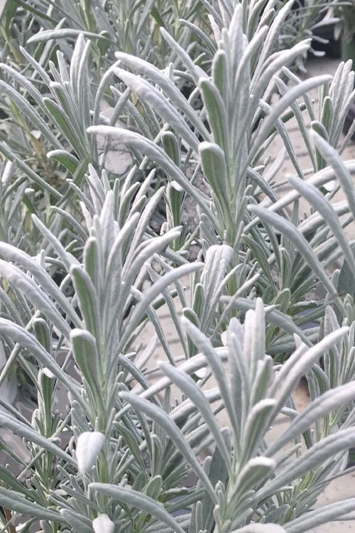 Sensational Lavender - 5 Pack Of Quart Pots - Image 4