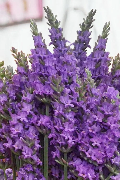 Sensational Lavender - 5 Pack Of Quart Pots - Image 6