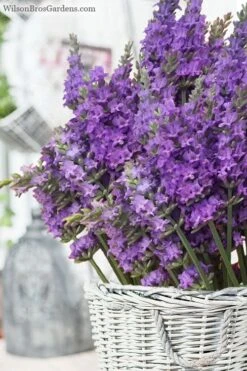 Sensational Lavender - 5 Pack Of Quart Pots
