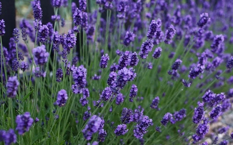 Sweet Romance English Lavender Plant - 1 Gallon Pot - Image 5