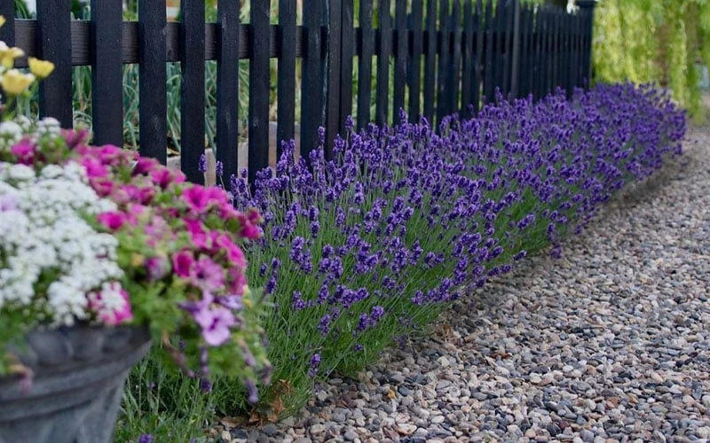 Sweet Romance English Lavender Plant - 1 Gallon Pot - Image 6