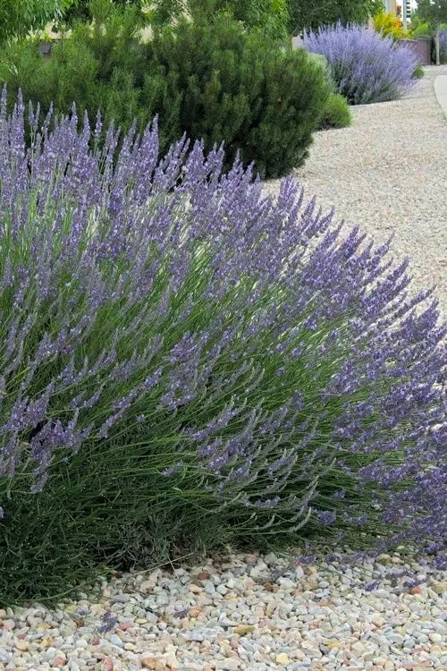 Grosso Lavender - 1 Gallon Pot