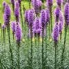 Blazing Star Liatris - 5 Pack Of Quart Pots