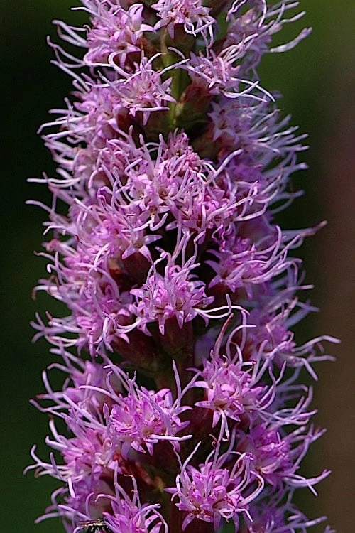 Blazing Star Liatris - 5 Pack Of Quart Pots - Image 5