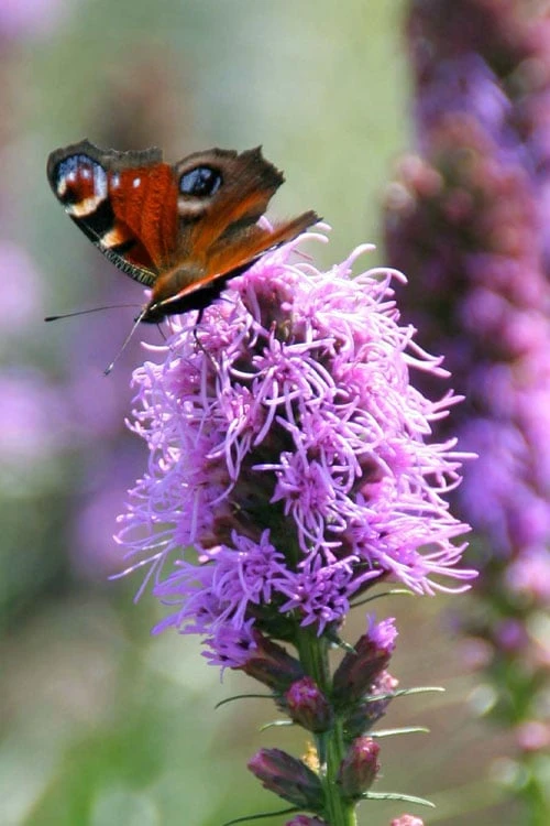 Blazing Star Liatris - 5 Pack Of Quart Pots - Image 4