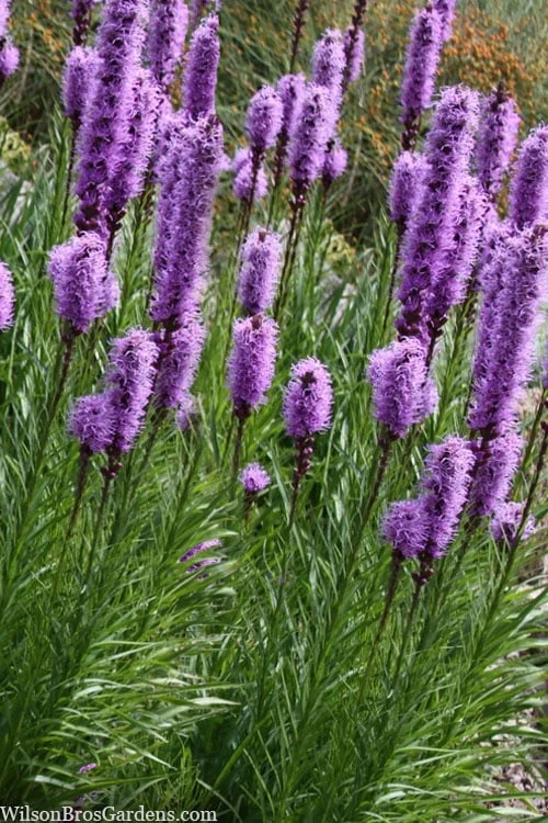 Blazing Star Liatris - 5 Pack Of Quart Pots - Image 7