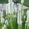 Floristan Weiss Liatris (Blazing Star) - 1 Gallon Pot