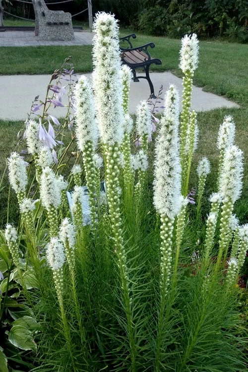 Floristan Weiss Liatris (Blazing Star) - 1 Gallon Pot - Image 5
