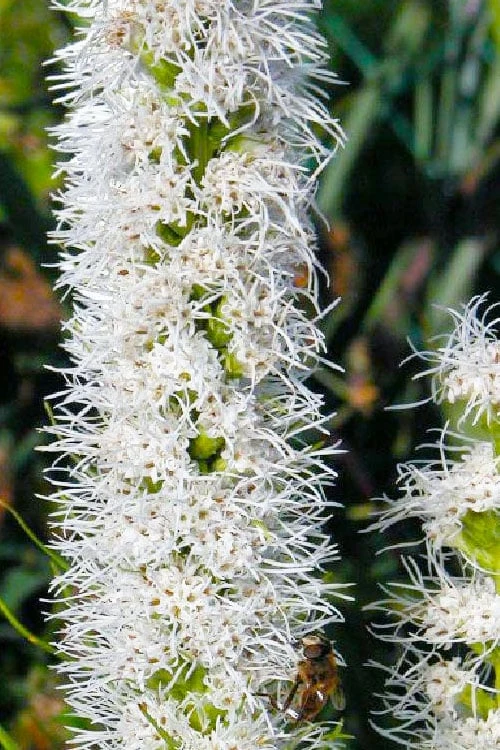 Floristan Weiss Liatris (Blazing Star) - 1 Gallon Pot - Image 6