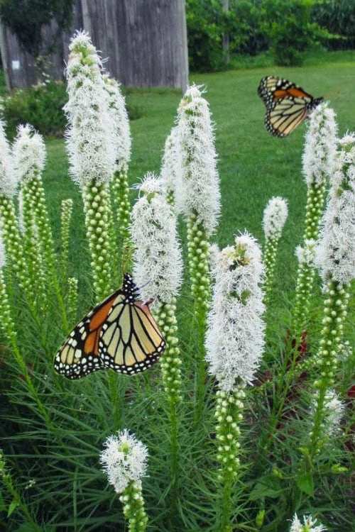 Floristan Weiss Liatris (Blazing Star) - 1 Gallon Pot - Image 4