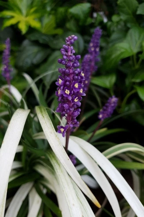 Okina Liriope (Frosted Monkey Grass) - 6 Pack Of 1 Gallon Pots - Image 5