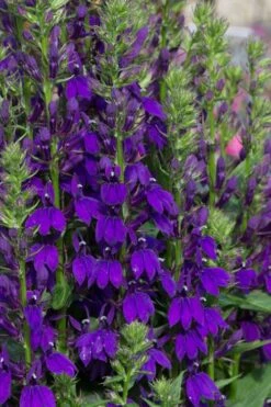 Starship Blue Cardinal Flower (Lobelia) - 6 Pack Of Quart Pots