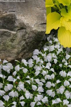 White Flowering Mazus - 18-Pack Of Pint Pots
