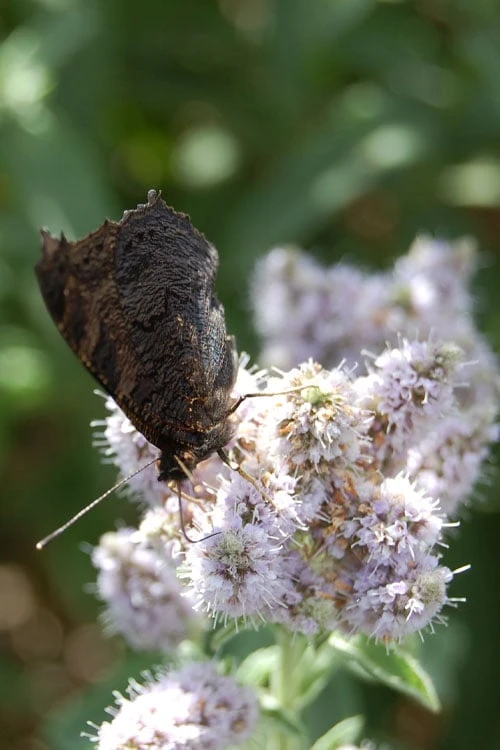 Mojito Mint Plant - 6 Pack Of Pint Pots - Image 4