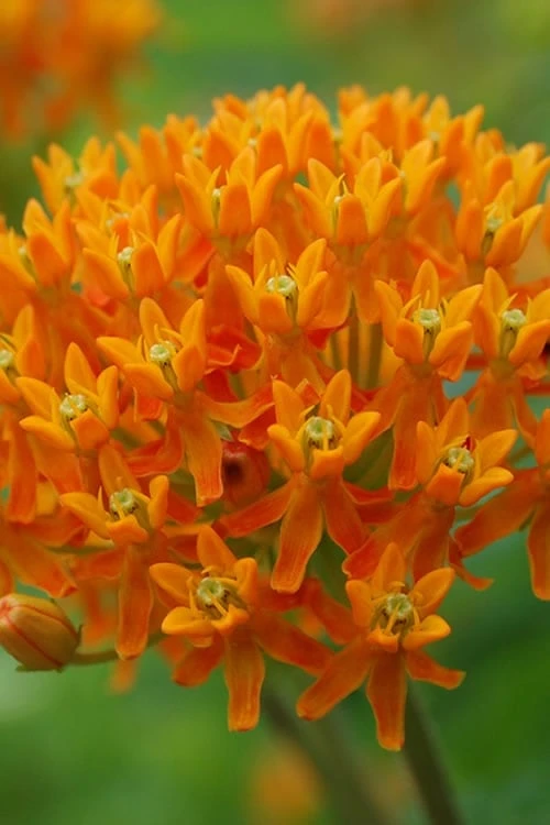 Orange Butterfly Milkweed - Asclepias Tuberosa - 5 Pack Of Quart Pots - Image 7