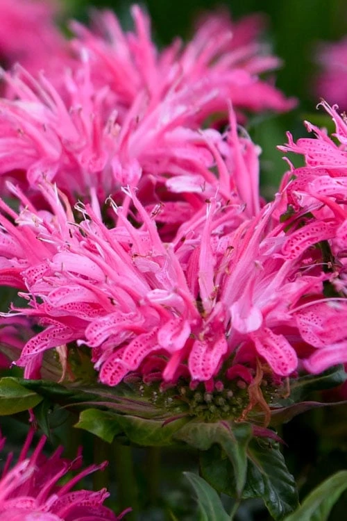 Bubblegum Blast Bee Balm (Monarda) - 1 Gallon Pot - Image 4
