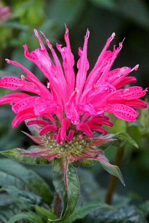 Electric Neon Pink Bee Balm (Monarda) - 1 Gallon Pot - Image 4