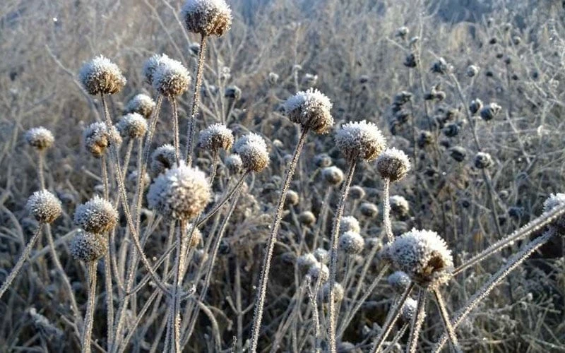 Wild Bergamot Bee Balm (Monarda Fistulosa) - 5 Pack Of Quart Pots - Image 7