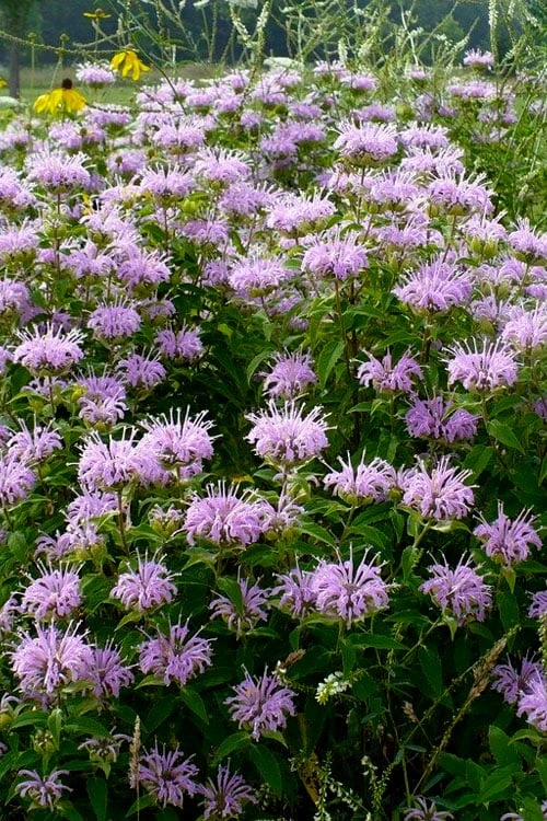Wild Bergamot Bee Balm (Monarda Fistulosa) - 6 Pack Of 1 Gallon Pots - Image 4