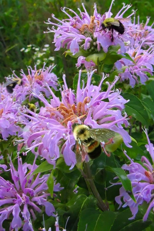 Wild Bergamot Bee Balm (Monarda Fistulosa) - 5 Pack Of Quart Pots