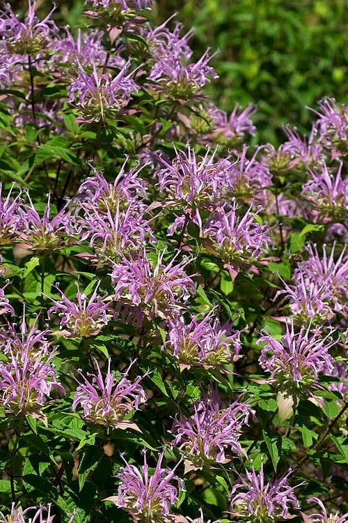 Wild Bergamot Bee Balm (Monarda Fistulosa) - 5 Pack Of Quart Pots - Image 8