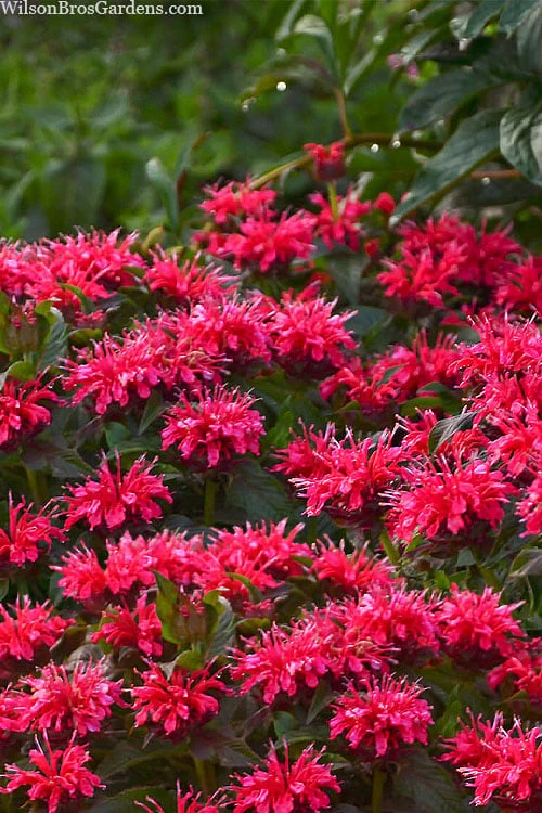 Cherry Pops Bee Balm (Monarda) - 1 Gallon Pot - Image 6