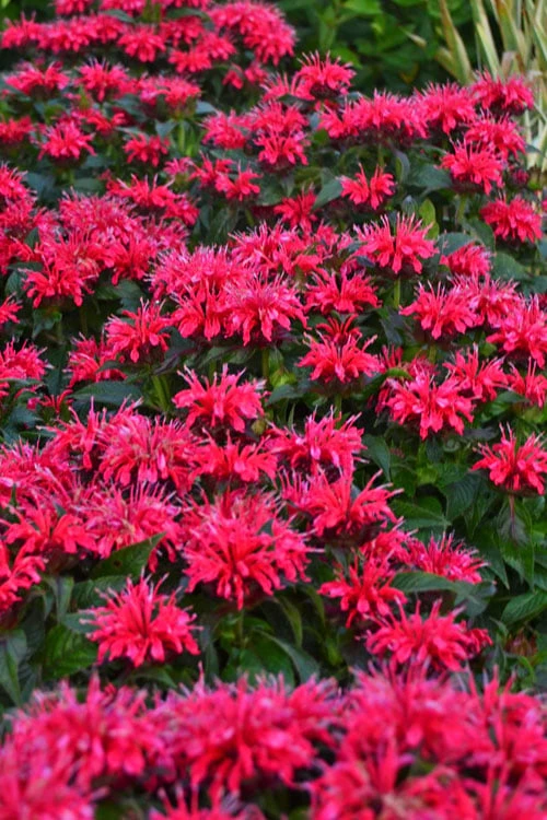 Cherry Pops Bee Balm (Monarda) - 1 Gallon Pot - Image 7