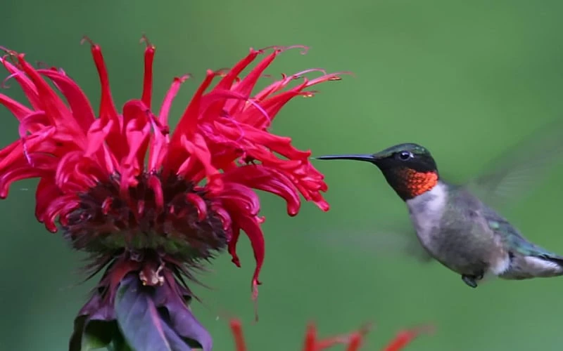 Cherry Pops Bee Balm (Monarda) - 1 Gallon Pot - Image 5