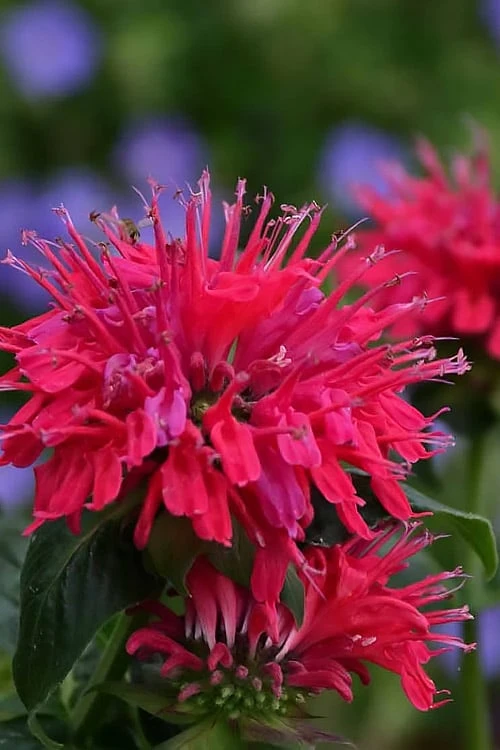 Cherry Pops Bee Balm (Monarda) - 1 Gallon Pot