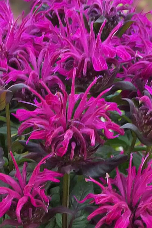Rockin' Raspberry Bee Balm (Monarda) - 1 Gallon Pot - Image 5