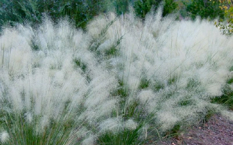 White Cloud Muhly Grass - 8 Pack Of 1 Gallon Pots - Image 6