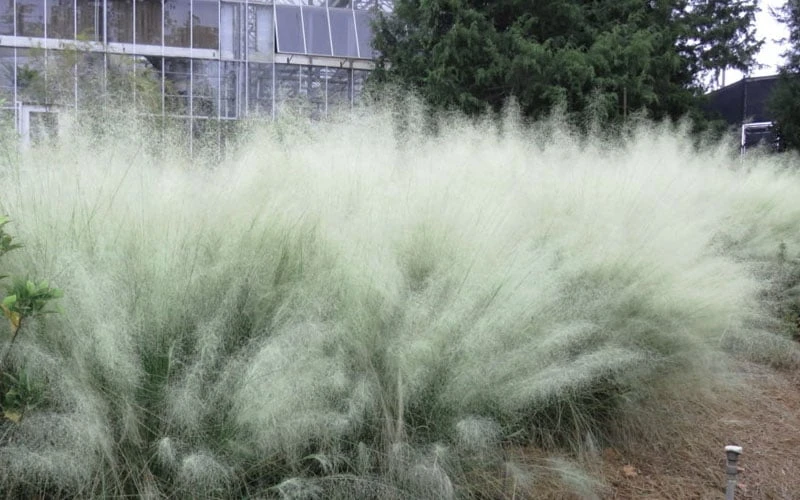 White Cloud Muhly Grass - 8 Pack Of 1 Gallon Pots - Image 7