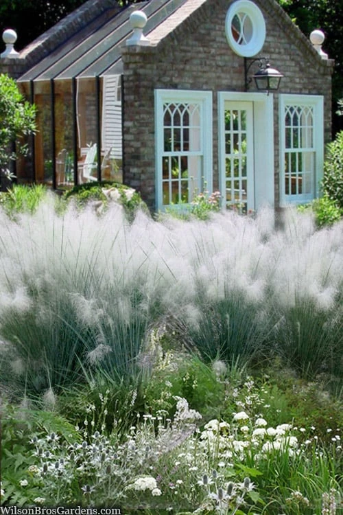 White Cloud Muhly Grass - 8 Pack Of 1 Gallon Pots - Image 5