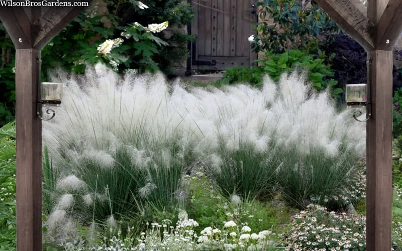 White Cloud Muhly Grass - 8 Pack Of 1 Gallon Pots - Image 4