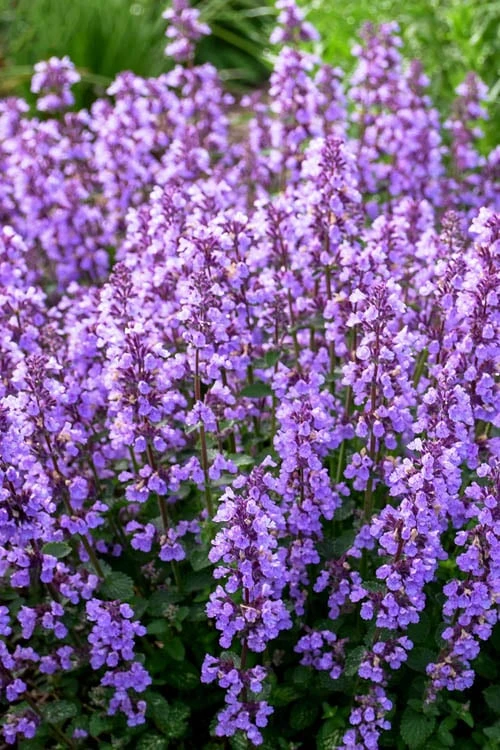 Cats Pajamas Catmint - 1 Gallon Pot - Image 5
