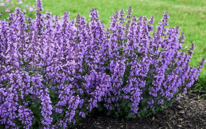 Cats Pajamas Catmint - 1 Gallon Pot - Image 4