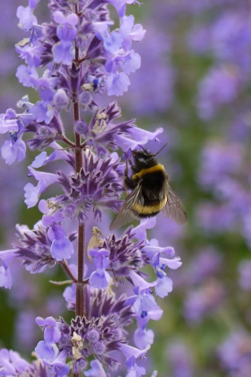 Summer Magic Catmint (Nepeta Grandiflora) - 6 Pack Of 1 Gallon Pots - Image 6