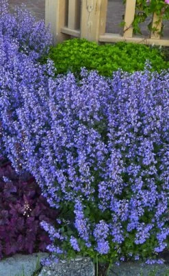 Purrsian Blue Catmint (Nepeta Faassenii) - 1 Gallon Pot